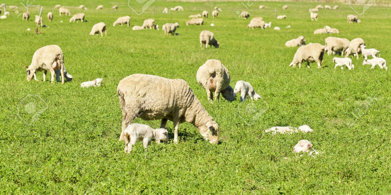 Mañana se conocerá la próxima exportación de carne ovina en pie desde Uruguay a USA