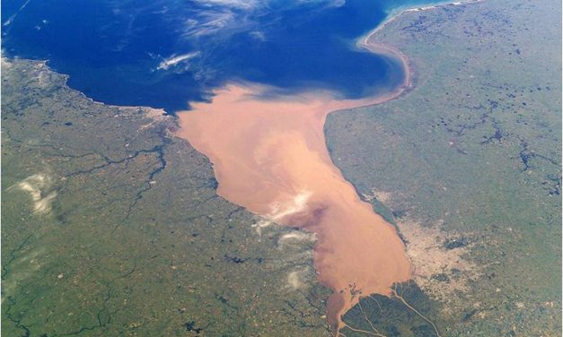 Cambio climático: cientos de especies se mudaron al Delta y al Río de la Plata