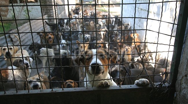 Desmienten denuncia de «perros que se matan entre sí» en el Refugio de Maldonado