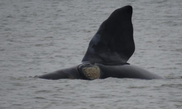 Las primeras ballenas francas del año en Punta del Este