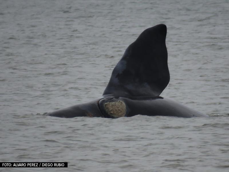 Las primeras ballenas francas del año en Punta del Este
