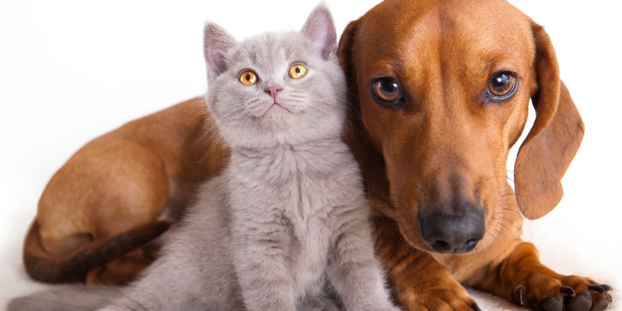 Asamblea Animalista elabora propuestas para tenencia responsable de animales