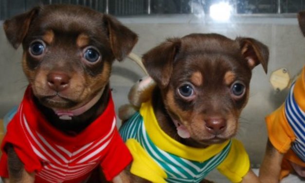 Corea del Sur posee la mayor fábrica de animales clonados del mundo