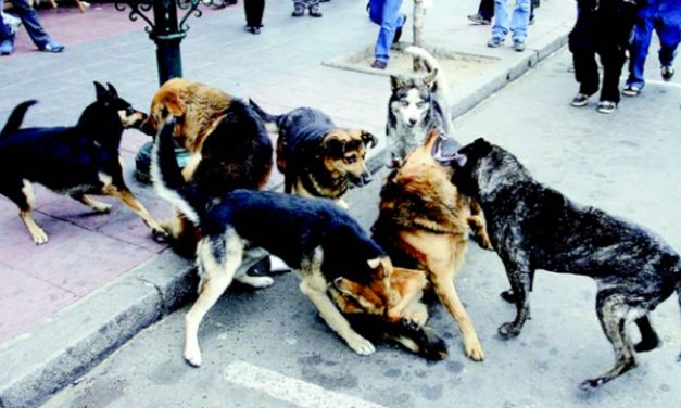 En breve, cédula de identidad para los perros