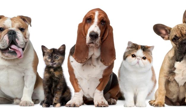 Hoteles para mascotas, la moda que se viene imponiendo desde hace mucho tiempo