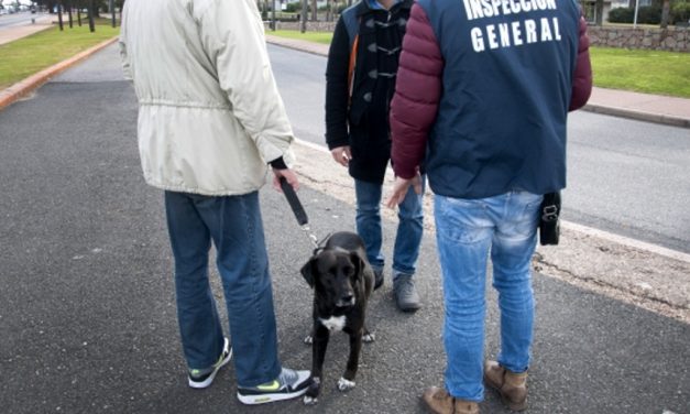IM sigue multando por pasear perros sin correa y no juntar sus desechos