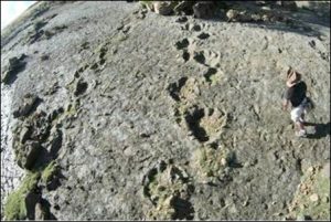 Huellas-dinosaurio-carnivoro-halladas-Bolivia_CLAIMA20160817_0126_17