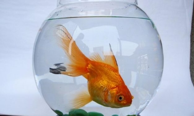 Peces tienen memoria superior a 30 segundos