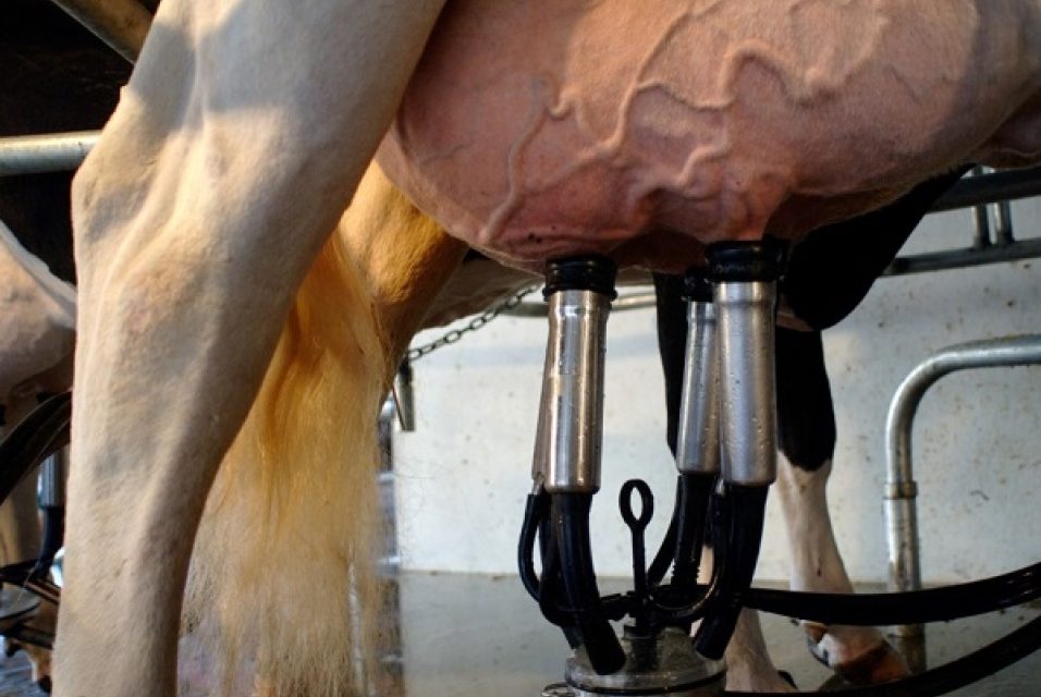 Industria láctea: «La Ministra Cosse sigue en el salón de fiestas en campaña electoral»