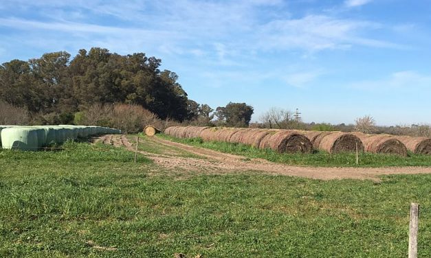 El agro en Uruguay: ¿Cuál fue su rendimiento en 2016?