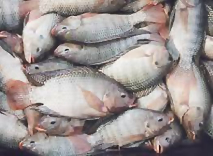 El consumo de pescado aumenta la supervivencia en cancer colorrectal