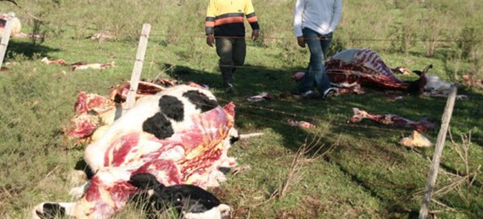 Policía capturó a implicados en faena clandestina en ruta 6 con más de 3000 kilos de carne