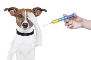 vacunas-para-perros_opt-compressor-2-1