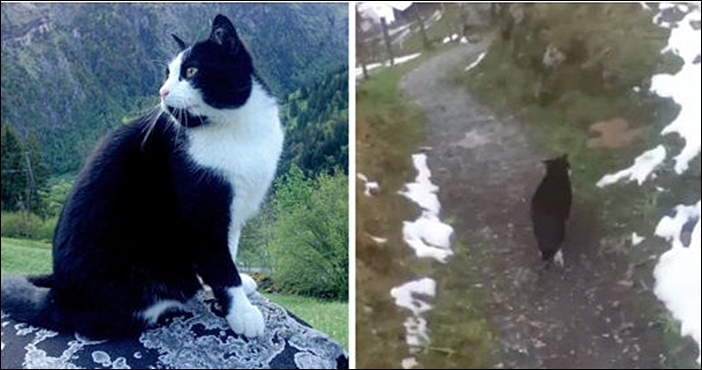 El gato rescatista de los Alpes suizos
