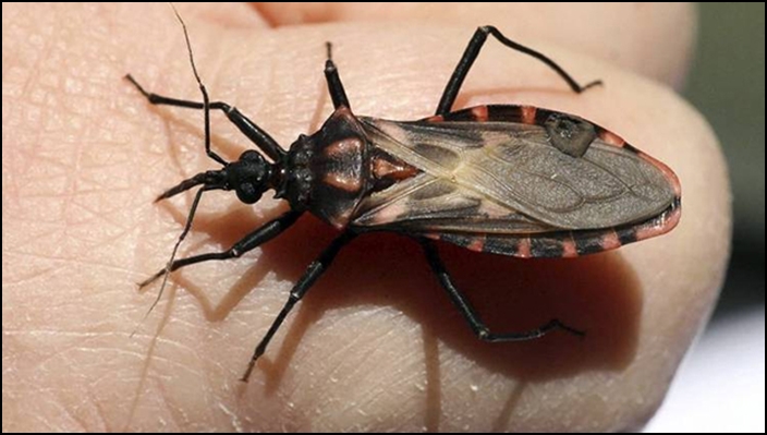 La enfermedad de Chagas continúa en el siglo XXI