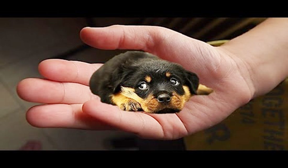 Los perros más pequeños del mundo