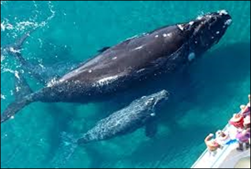 Fue rechazada la propuesta para crear un santuario de ballenas en el Atlántico Sur