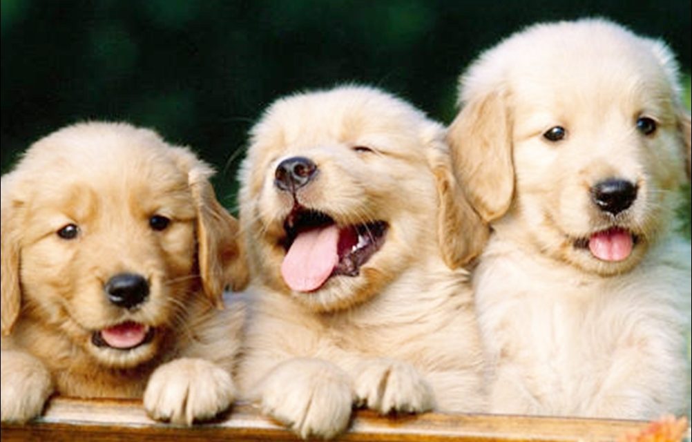 Las 10 mejores razas de perros para convivir con chicos