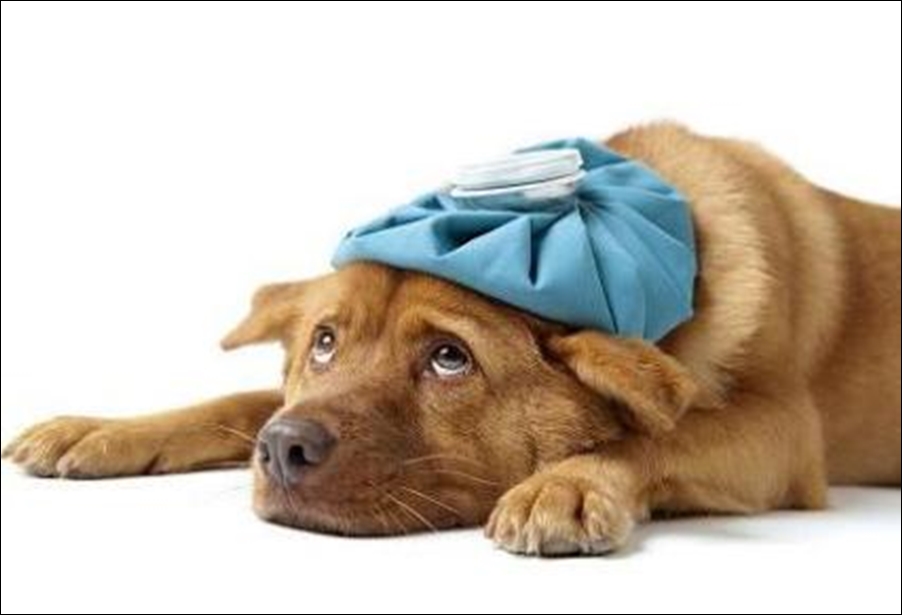 5 enfermedades comunes de los perros