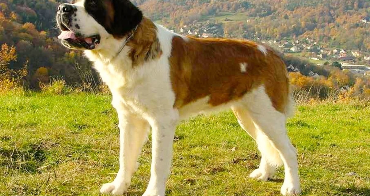 Los 10 perros mas grandes del mundo