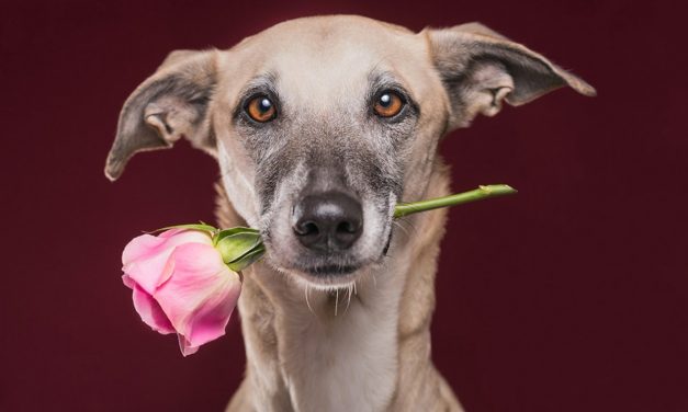 Los perros más tiernos de Instagram