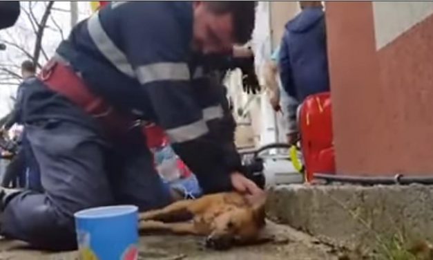 Bombero rumano salva a perro con respiración boca a a boca