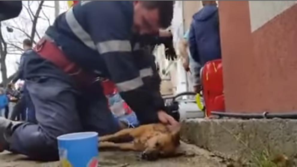 Bombero rumano salva a perro con respiración boca a a boca
