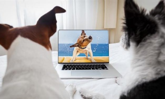 ¿Qué ven los perros en la tele?