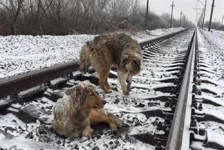 El perro valiente que pasó 2 días en las vías nevadas del tren para salvar a su amiga herida