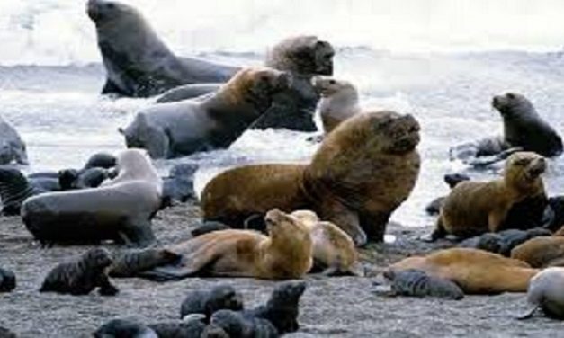Dinara recorrerá este sábado la Isla de Lobos y Cabo Polonio para evaluar situación sanitaria de lobos marinos