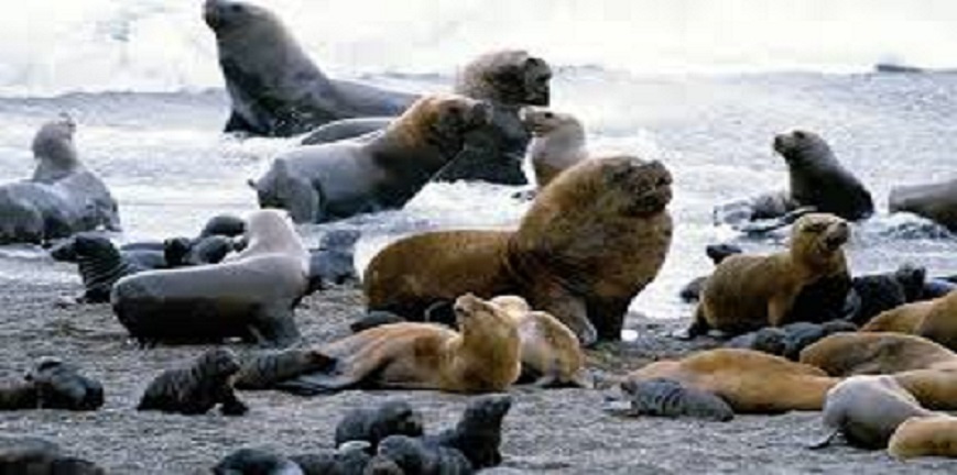 Dinara recorrerá este sábado la Isla de Lobos y Cabo Polonio para evaluar situación sanitaria de lobos marinos