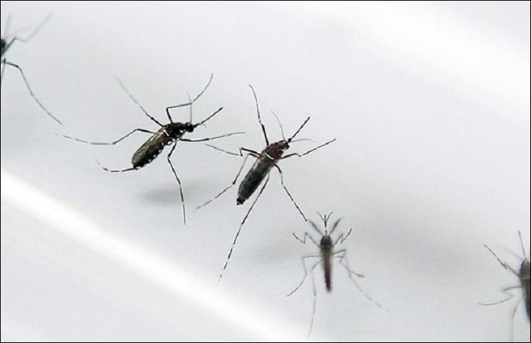 Aedes Aegipti: la importnacia de tener conciencia en casa