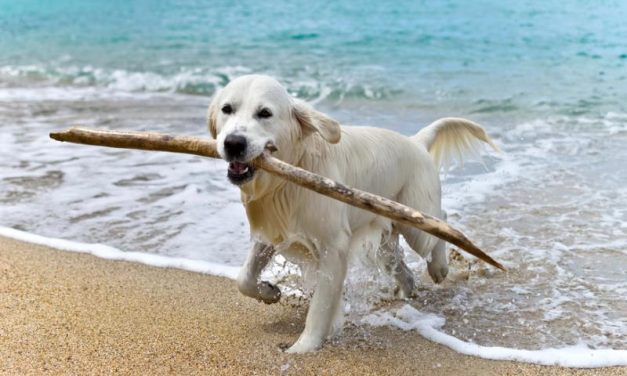 Intendencia y Prefectura comienza a fiscalizar y multar presencia de perros en las playas