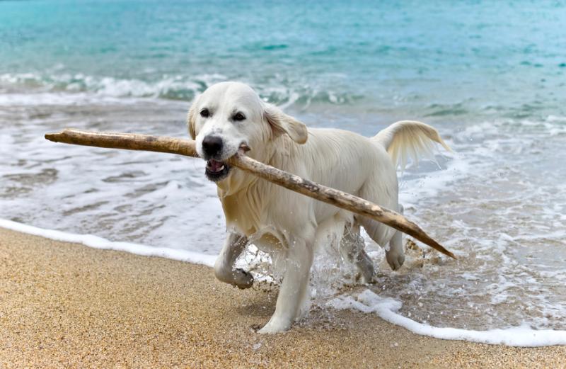 Intendencia y Prefectura comienza a fiscalizar y multar presencia de perros en las playas