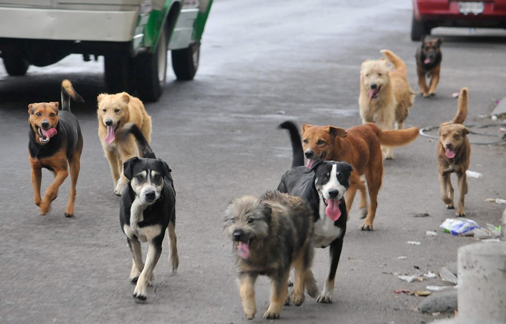 Jaurías de perros pueden ser solucionadas con «castraciones masivas», ir a albergues o «ser eliminados»