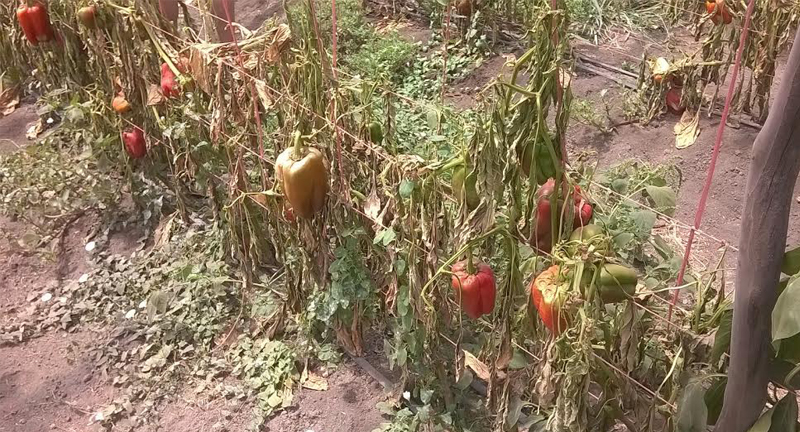 ¿Por qué se echaron a perder las cosechas de 18 productores familiares en Canelones?