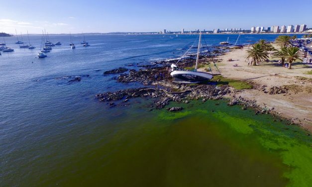 Cianobacterias: hay en varias playas pero no revisten peligro para los bañistas