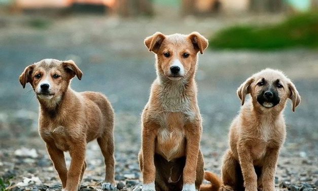 Jornada de adopción de perros en Paysandú