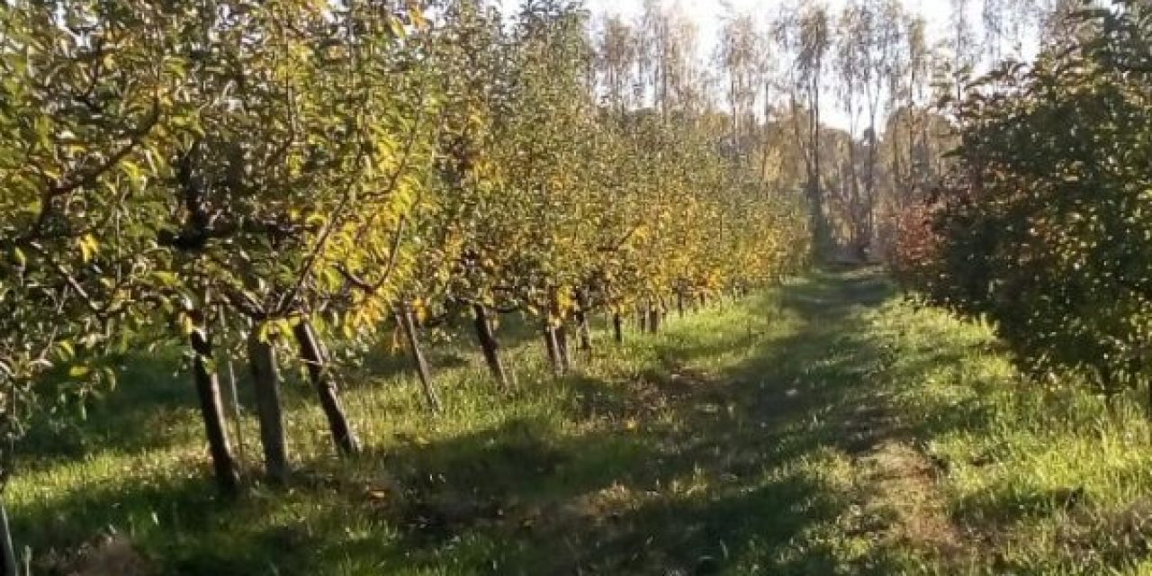 Granjeros dicen que donan manzanas sobrantes a quienes las vayan a buscar