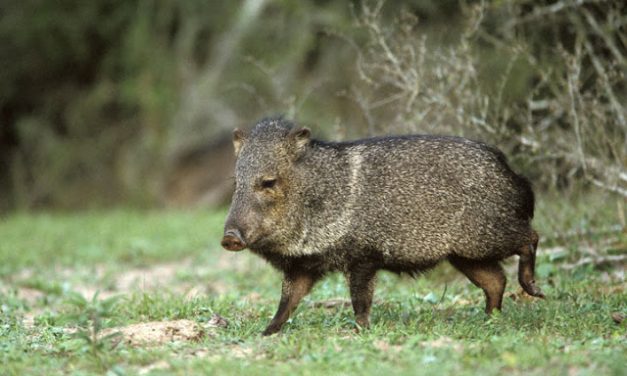 Recuperan una especie animal declarada extinta en Uruguay