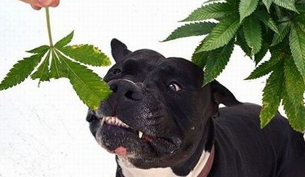 En Chile lanzan terapias con marihuana para perros y gatos