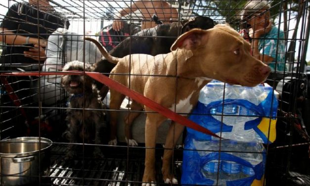Cargos criminales para quienes abandonaron mascotas en el huracán Irma