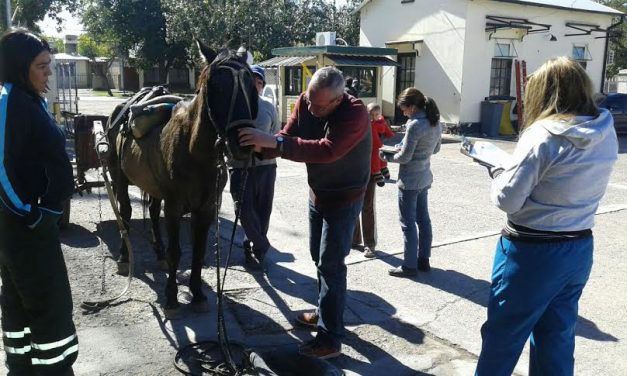 Llaman a adoptantes de caballos de los clasificadores