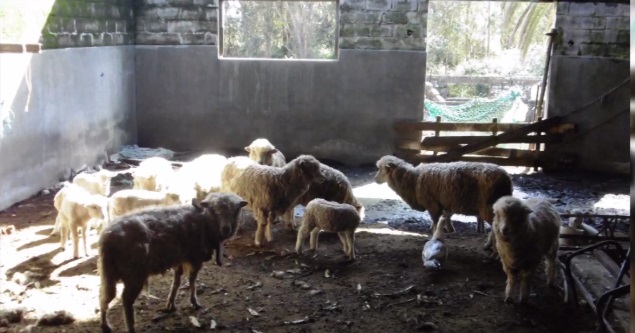 Finalmente en Rocha procesaron a 7 personas por hurto de lanares