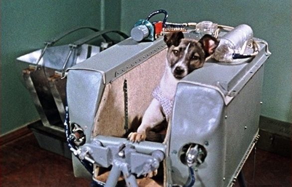Laika la perra astronauta. 60 años después: «no debimos haberlo hecho»