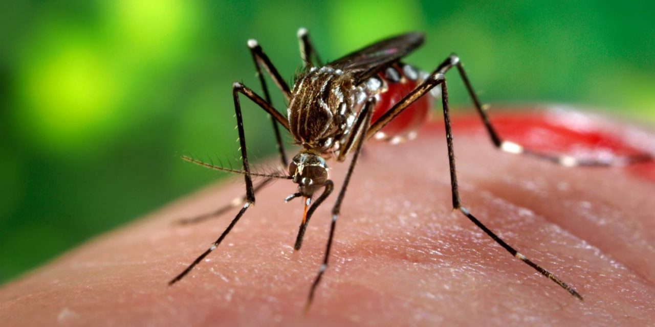 Capacitación en enfermedades transmitidas por el Aedes Aegypti
