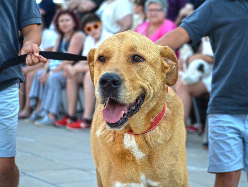«5º Desfile de perros abandonados» exitosa experiencia en Valencia
