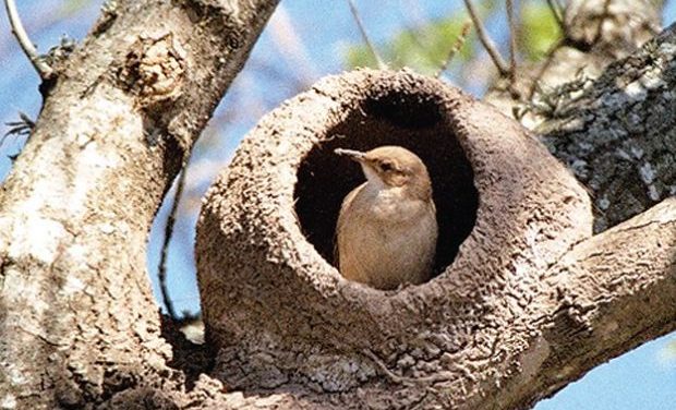 Los nidos más sorprendentes del mundo animal