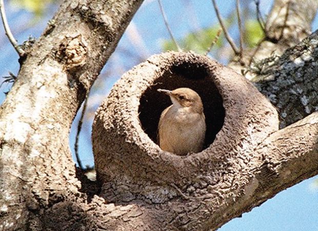 Los nidos más sorprendentes del mundo animal