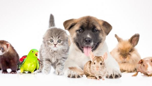 ¿Cuál fue la mascota que marcó tu vida?